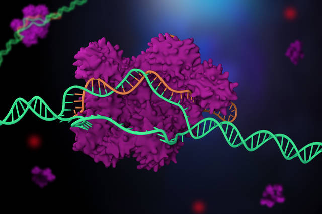 生物技術(shù)育種的個人展示頁